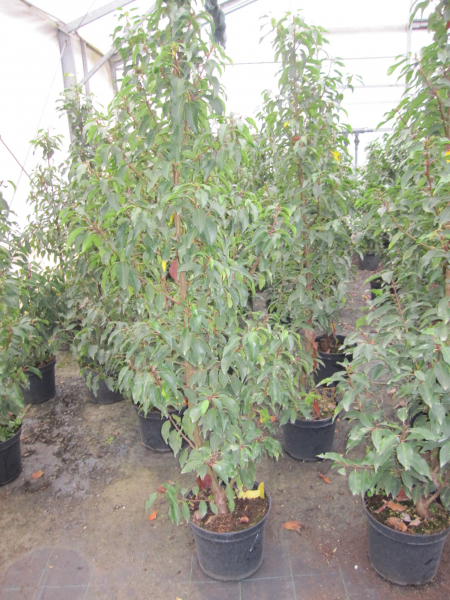 Prunus laus. Augustifolia
